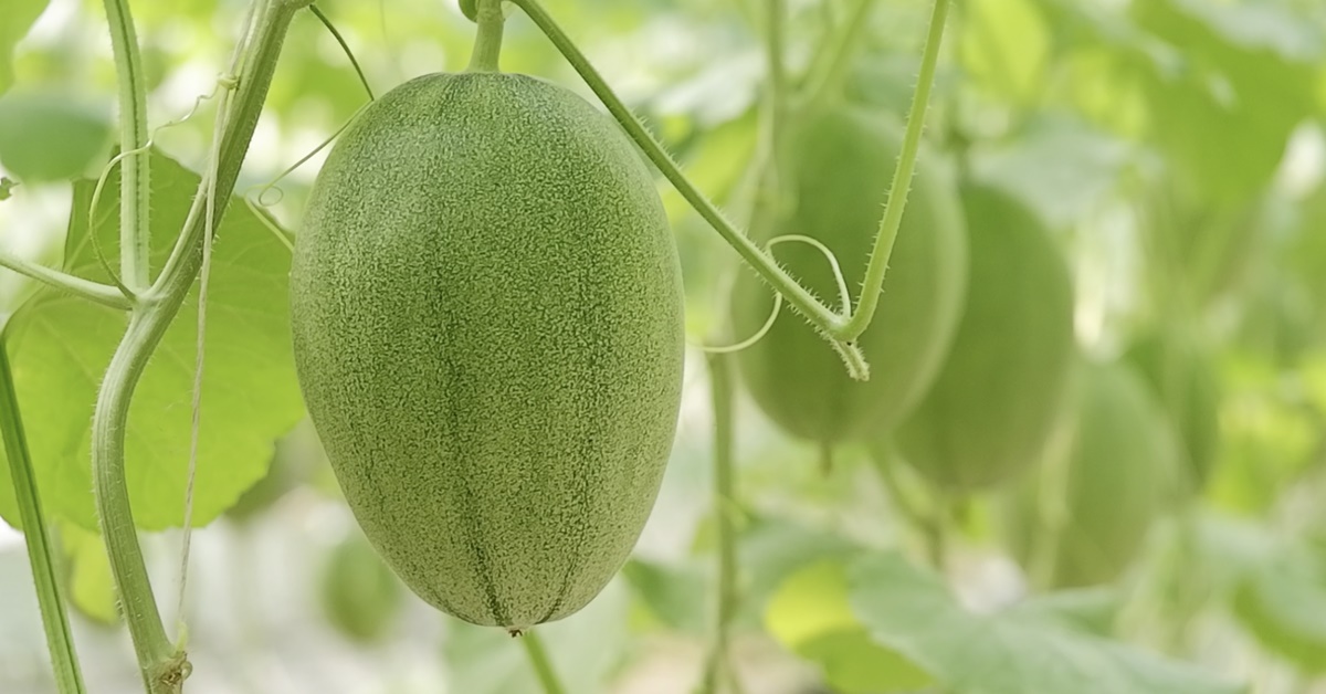 Read more about the article Hành trình của 2 anh em kỹ sư biến 48 triệu đồng thành hơn nửa tỷ mỗi năm